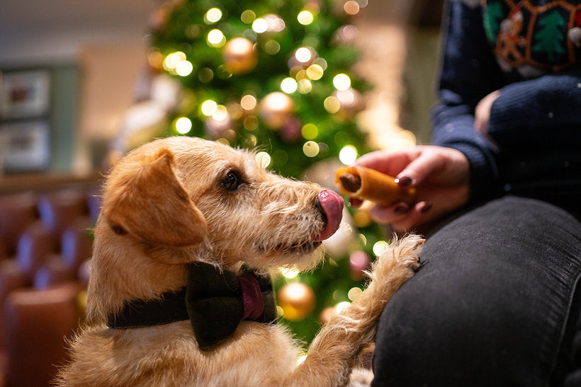 The Canine Menu Pig in a Blanket