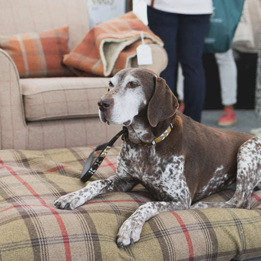 Designed For Dogs Mattress Beds