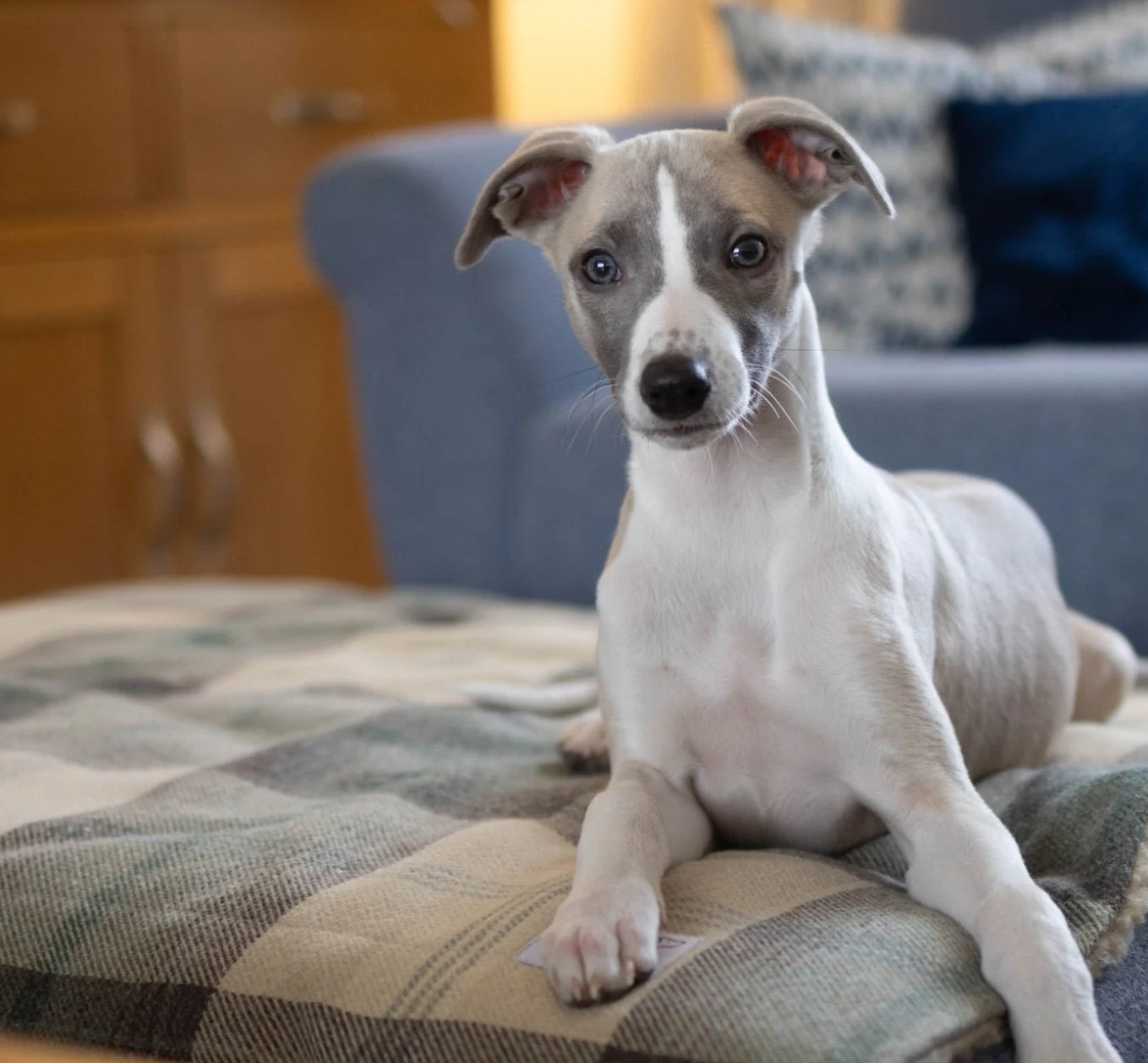 Designed for Dogs Blankets