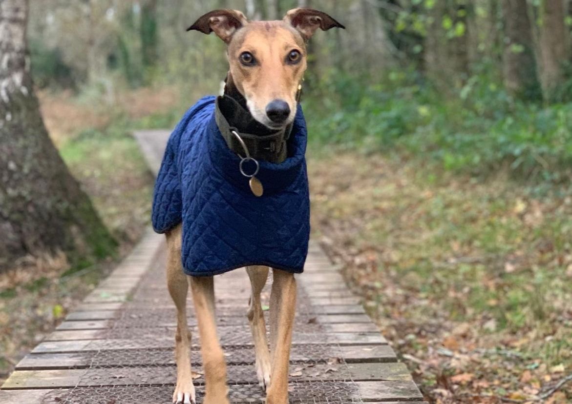 The Trendy Whippet Navy Quilted Waterproof Coat