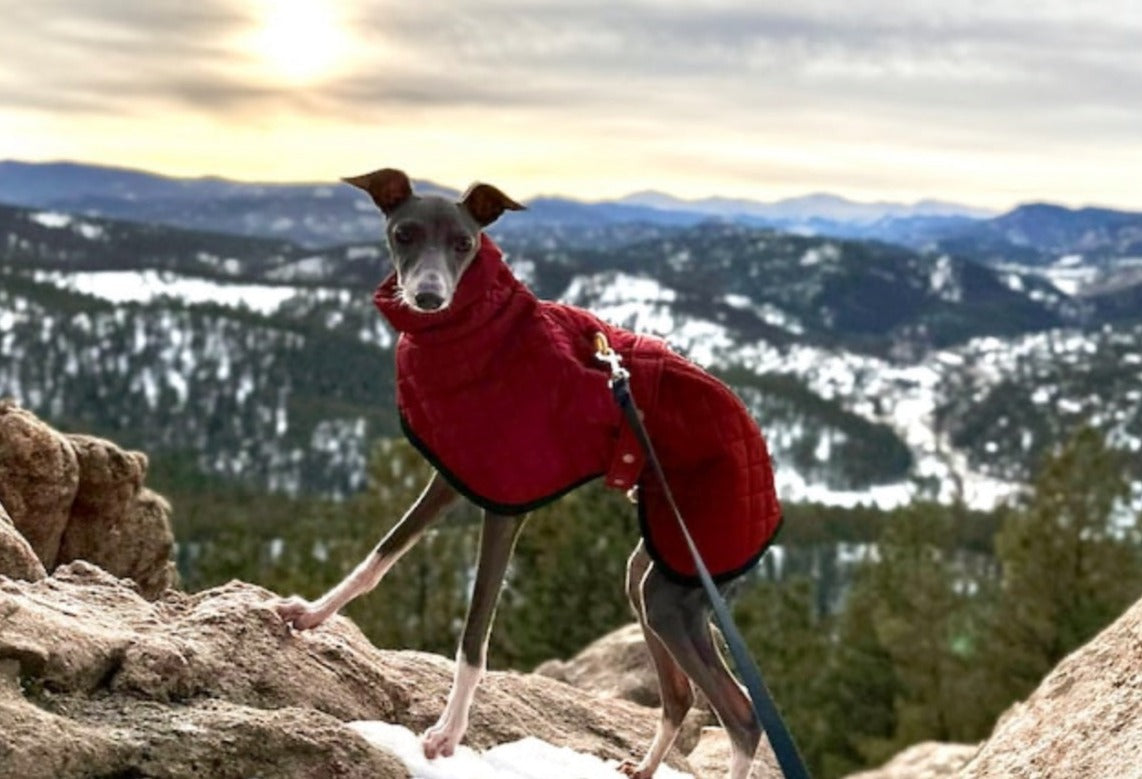 The Trendy Whippet Burgundy Quilted Waterproof Coat