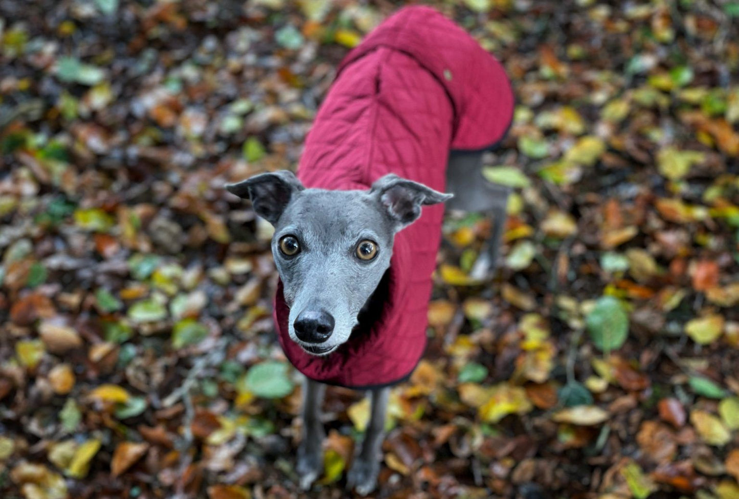 The Trendy Whippet Burgundy Quilted Waterproof Coat