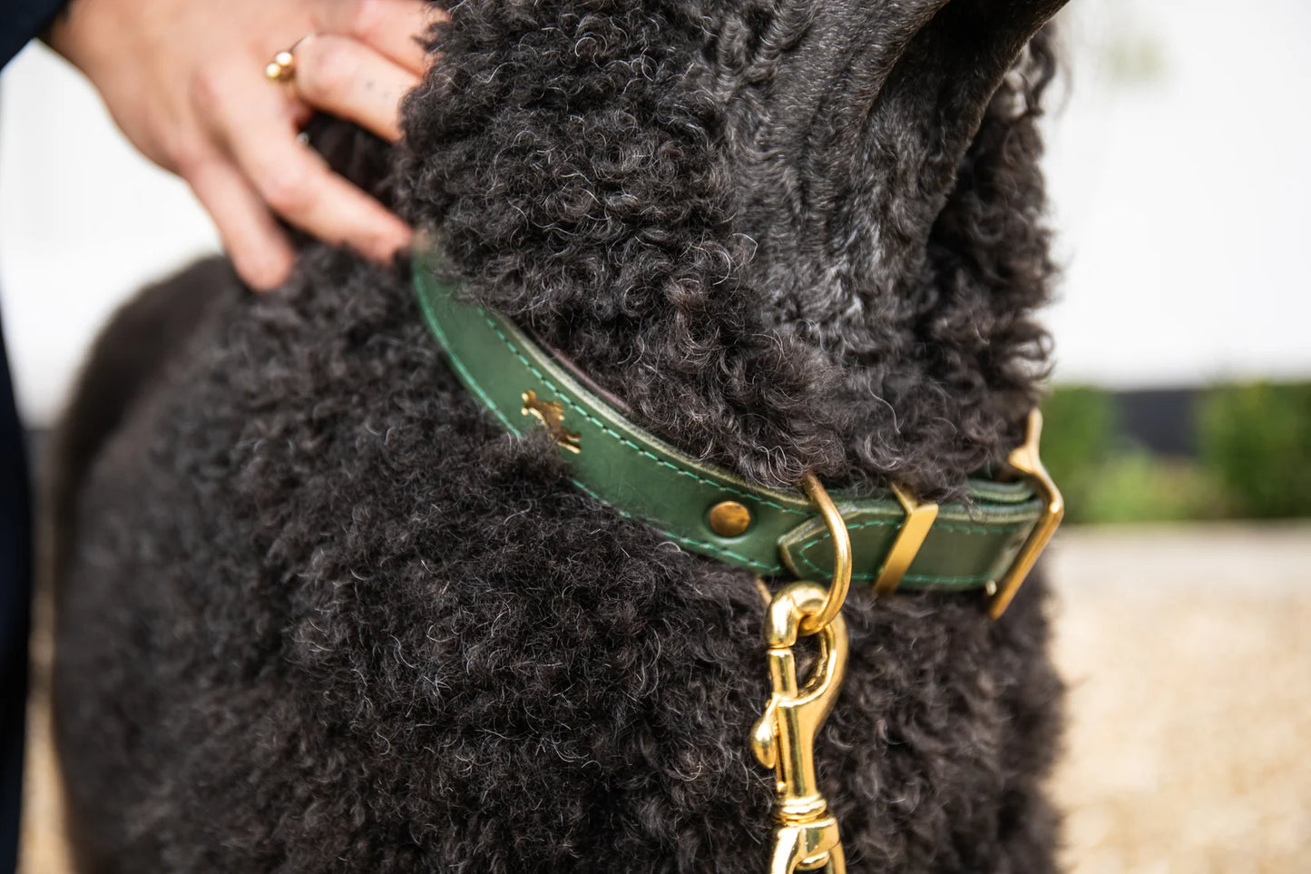 Storeys & Tails Padded Luxury Leather Collar, Green