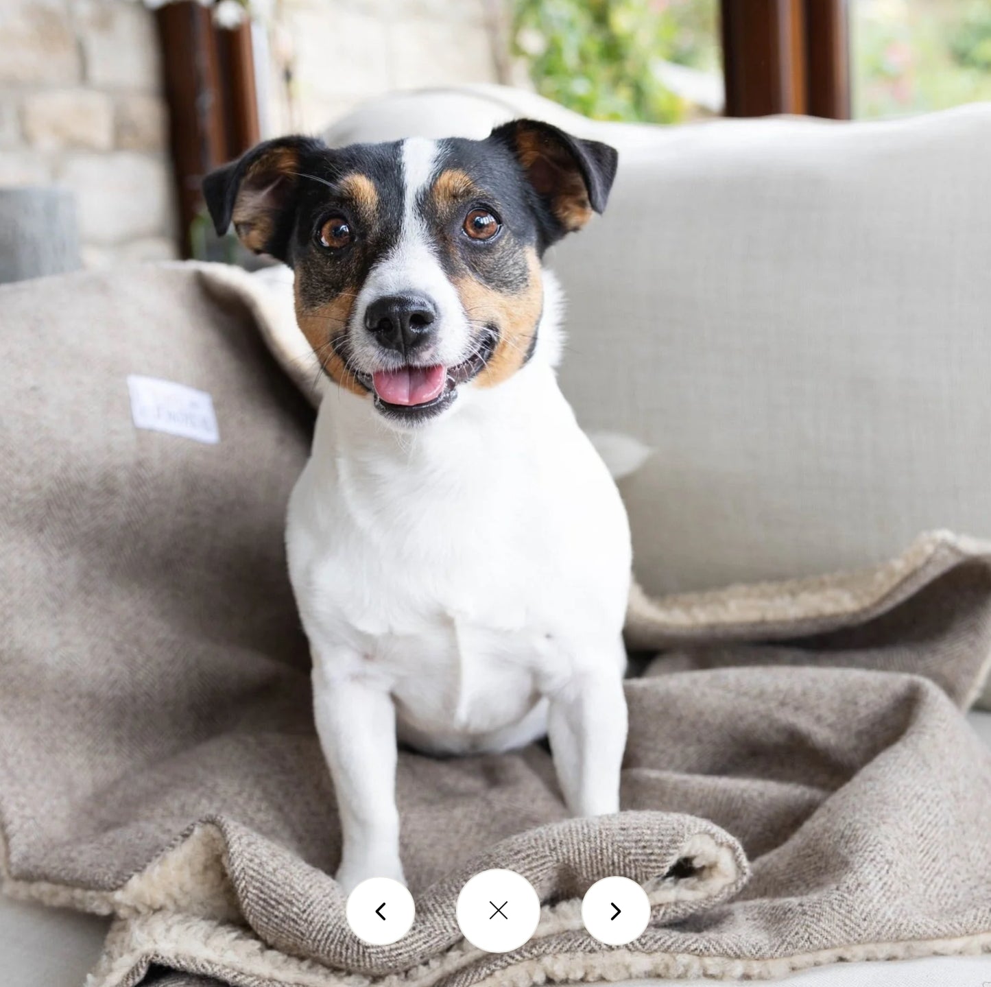 Designed for Dogs Blankets