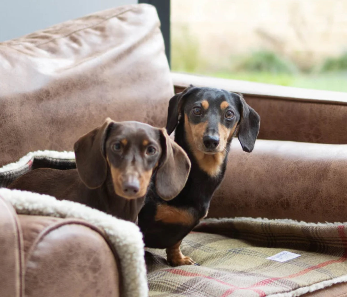 Designed for Dogs Blankets