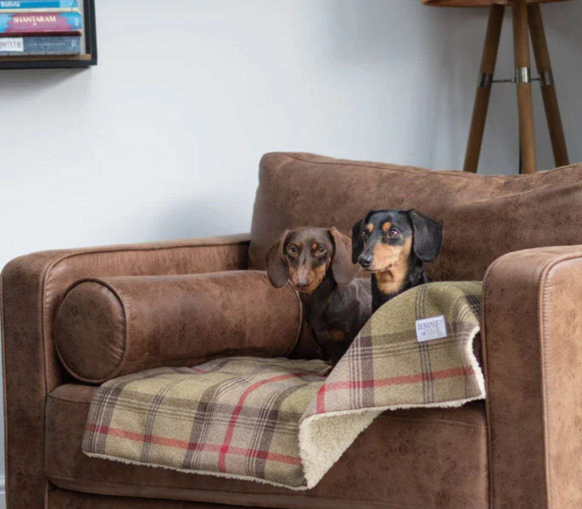 Designed for Dogs Blankets