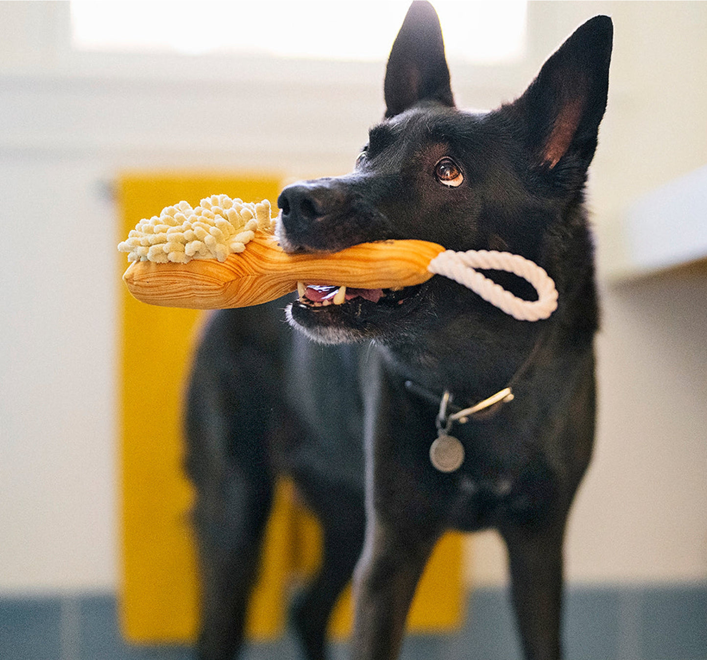 P.L.A.Y Splish Splash Bark n’ Bristles