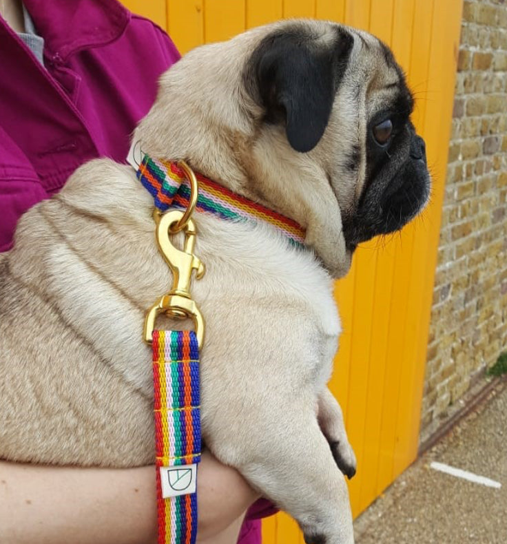 Doggie Apparel Lead Rainbow