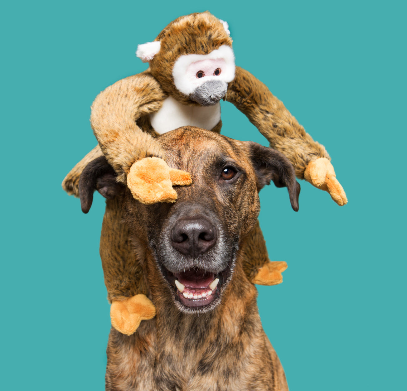 Fluff and Tuff Albert Squirrel Monkey