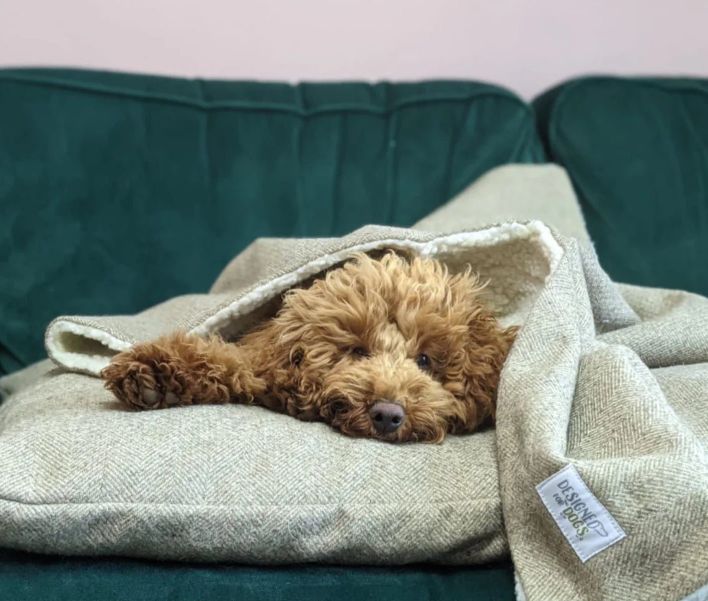 Designed for Dogs Pillow Bed