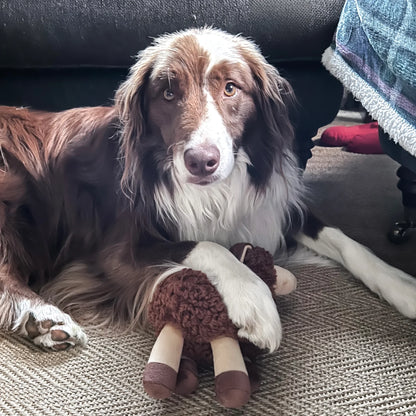 Border Loves Squeaky Sheep Toy