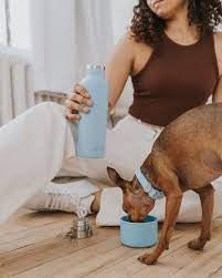 Springer Dog and Me Insulated Water Bottle