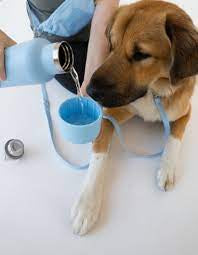 Springer Dog and Me Insulated Water Bottle