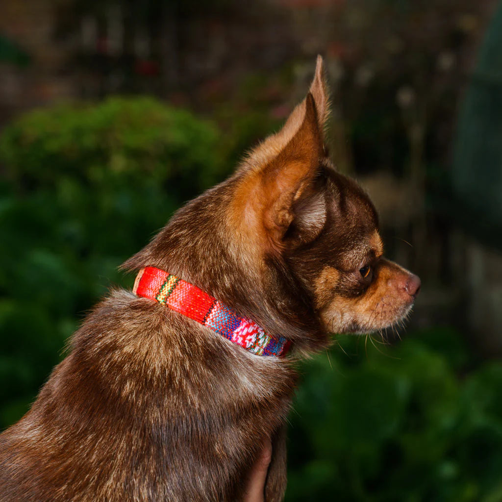 Hiro and Wolf Orange Inca Collar