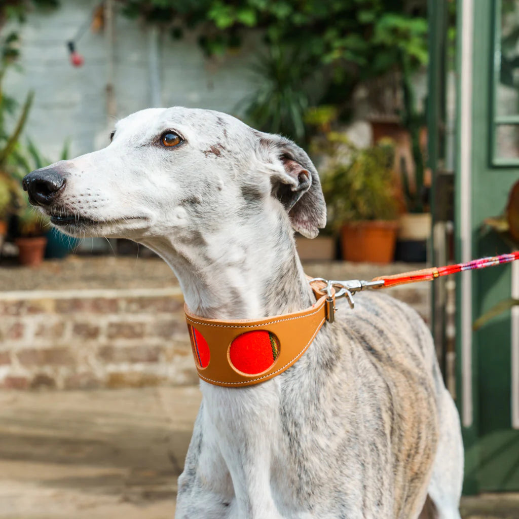 Hiro and Wolf Orange Inca Hound Collar