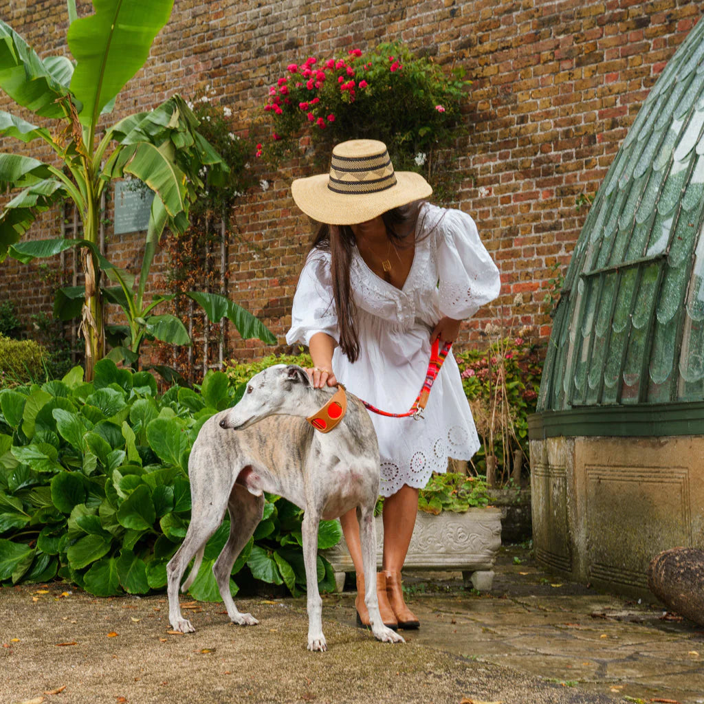 Hiro and Wolf Orange Inca Hound Collar