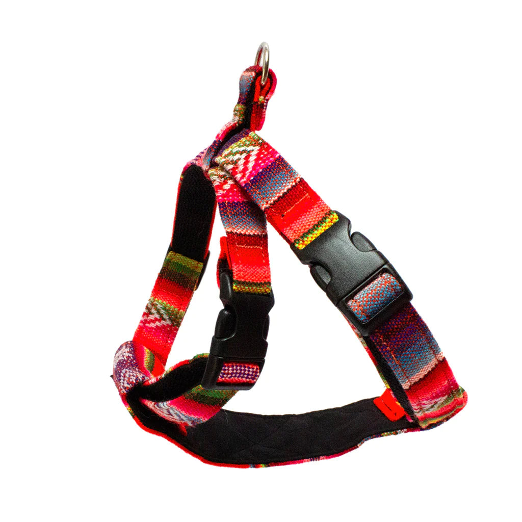 Hiro and Wolf Orange Inca Harness
