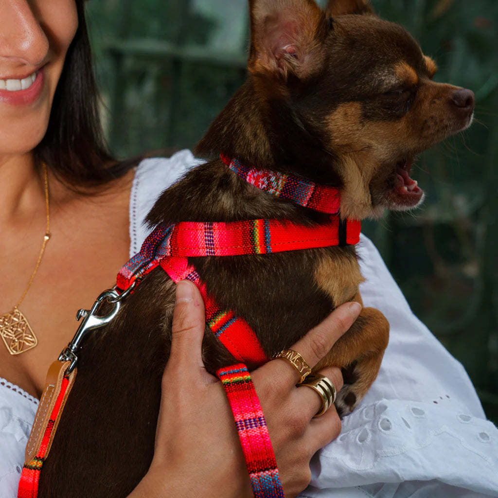 Hiro and Wolf Orange Inca Harness