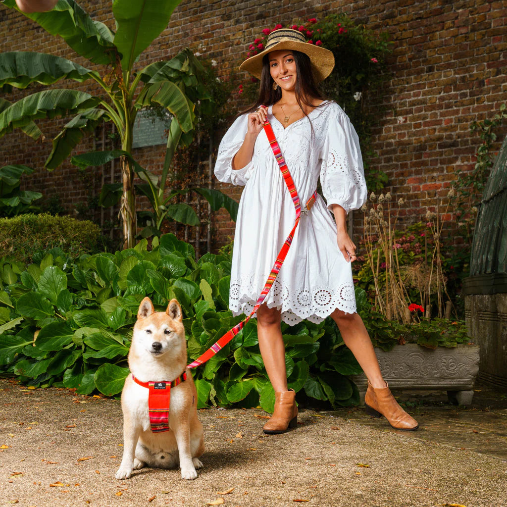 Hiro and Wolf Orange Inca Harness