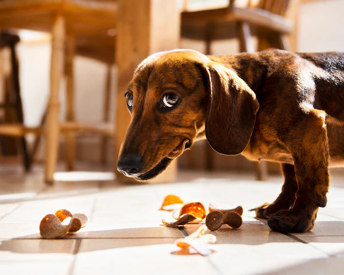 JR Pet Products Ostrich Curls