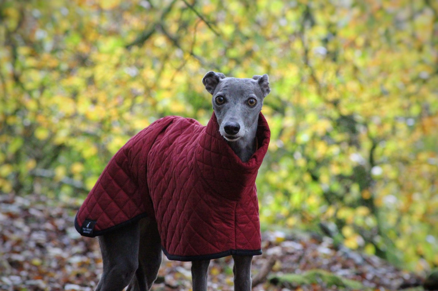 The Trendy Whippet Burgundy Quilted Waterproof Coat