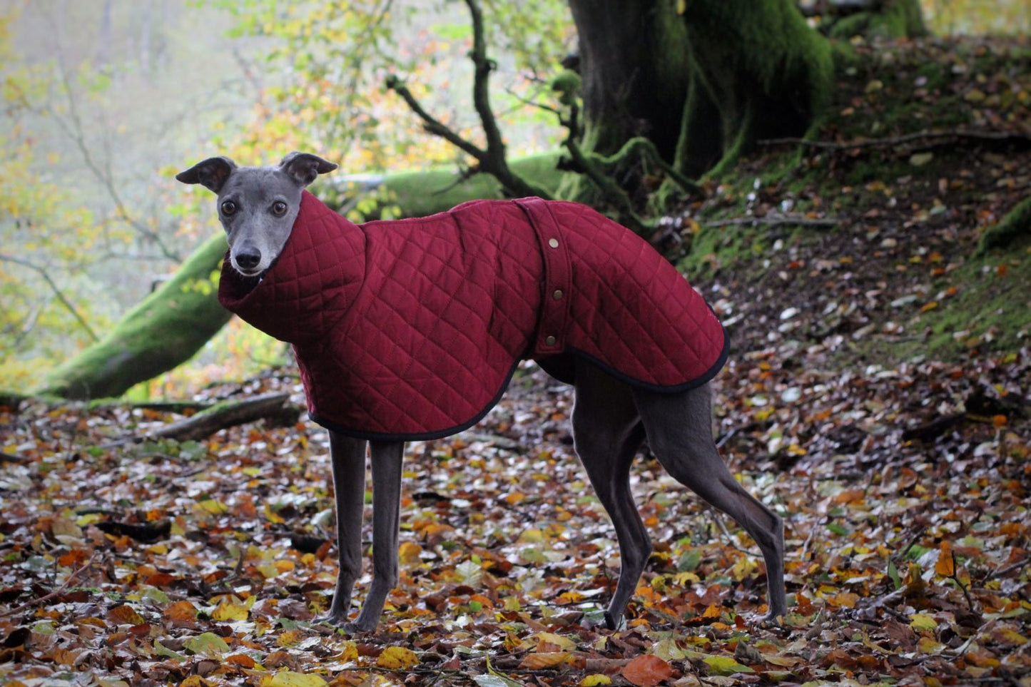 The Trendy Whippet Burgundy Quilted Waterproof Coat