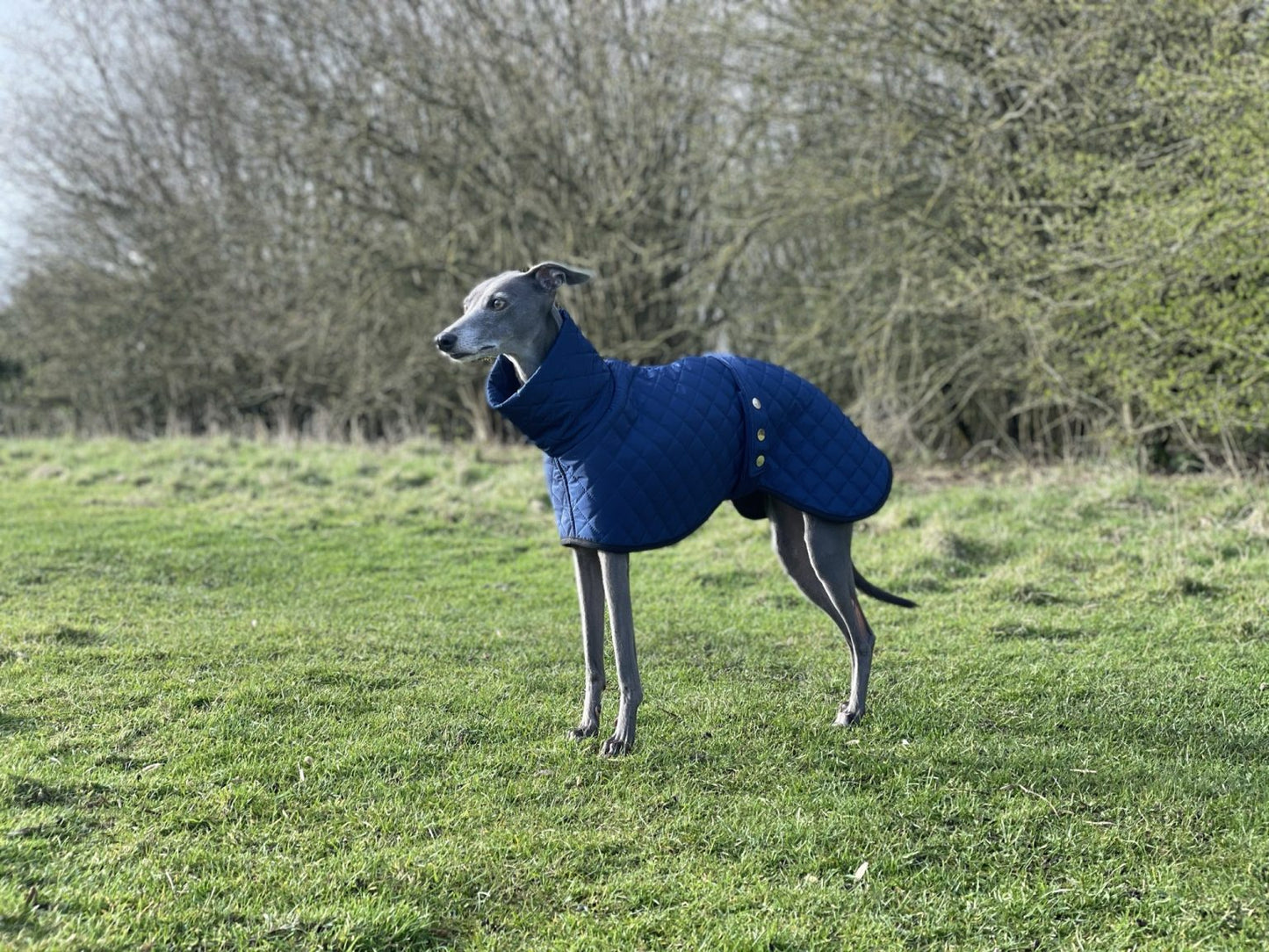 The Trendy Whippet Navy Quilted Waterproof Coat