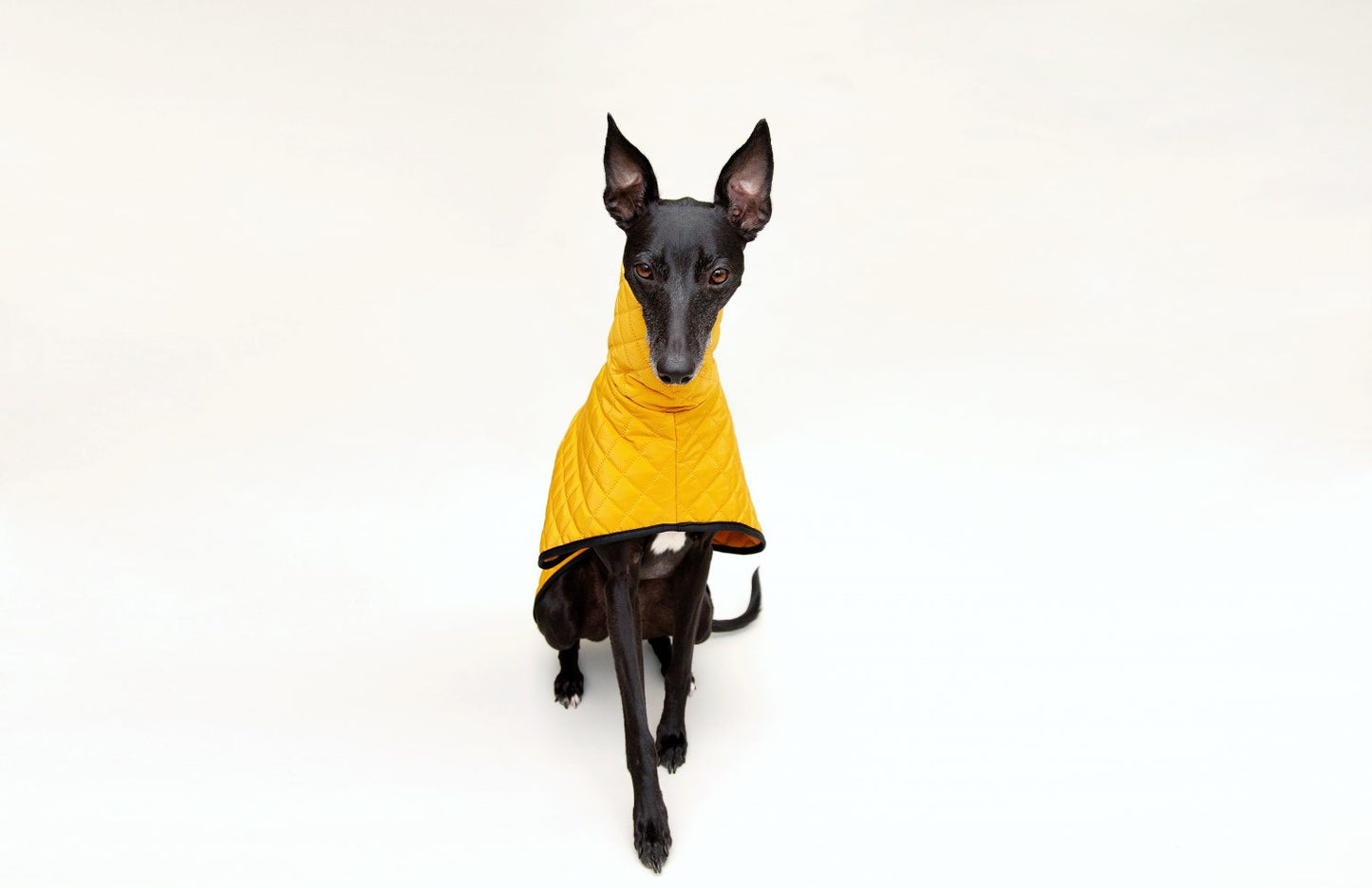 The Trendy Whippet Yellow Quilted Waterproof Coat