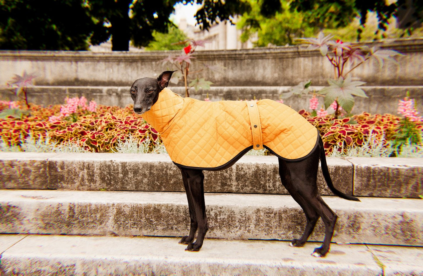 The Trendy Whippet Yellow Quilted Waterproof Coat