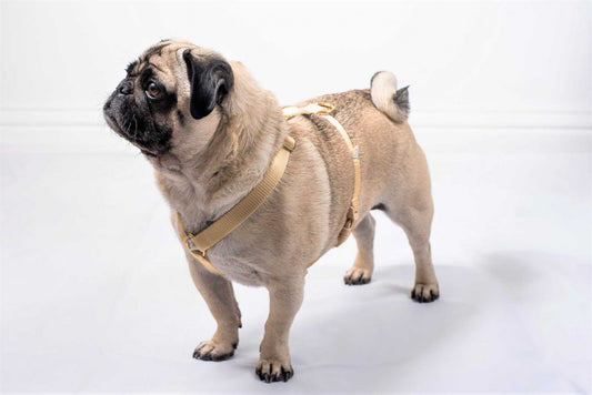 Doggie Apparel Lightweight Harness Beige