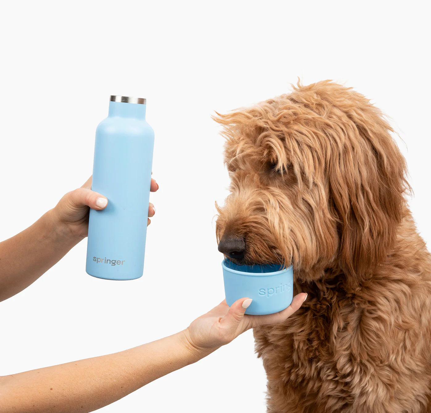 Springer Dog and Me Insulated Water Bottle