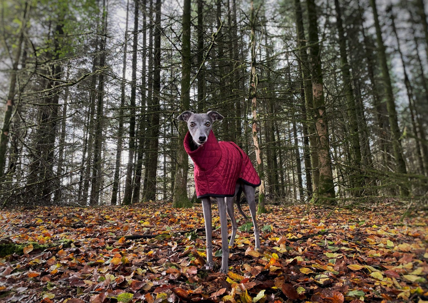 The Trendy Whippet Burgundy Quilted Waterproof Coat