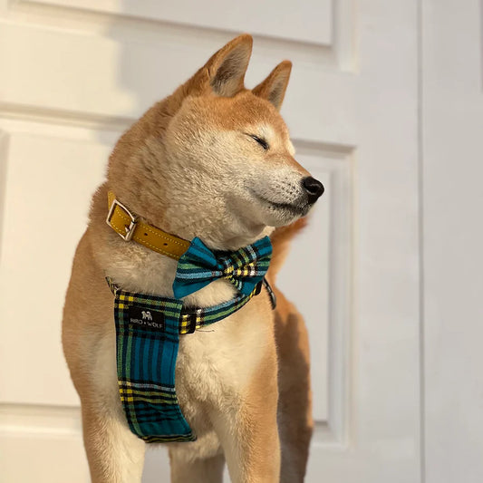 Hiro and Wolf Shuka Blue Harness