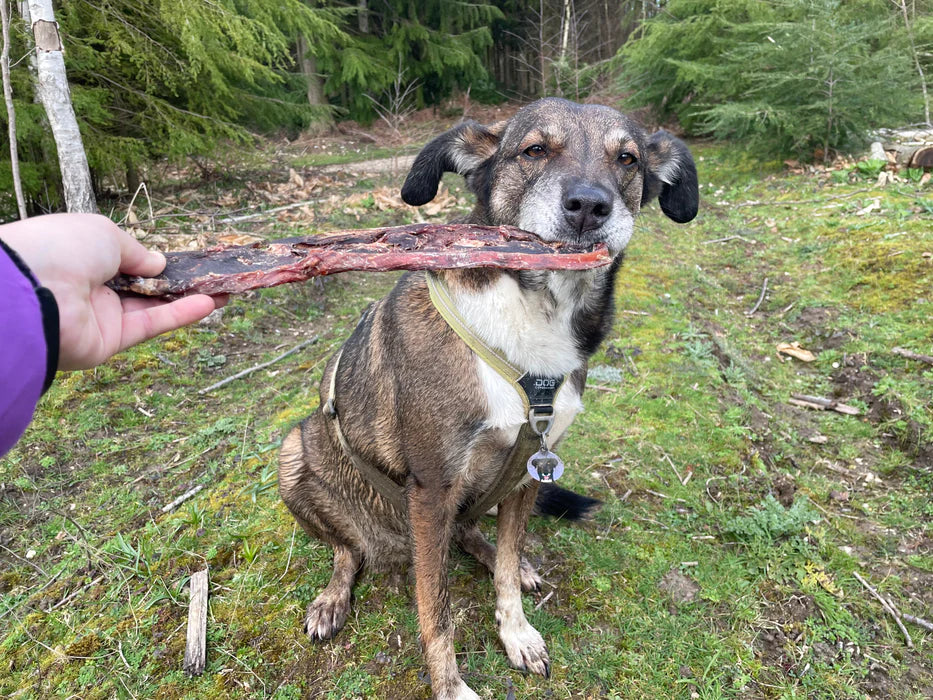 JR Pet Products Flat Iron Steak