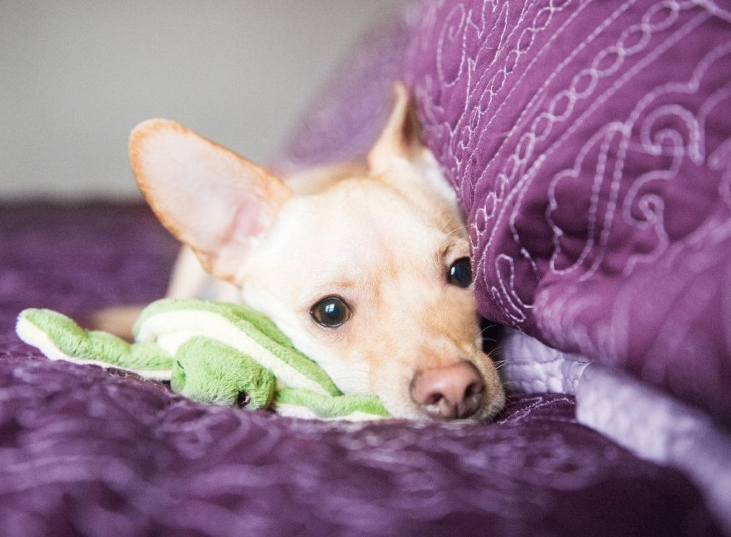 Fluff and Tuff Shelly Turtle