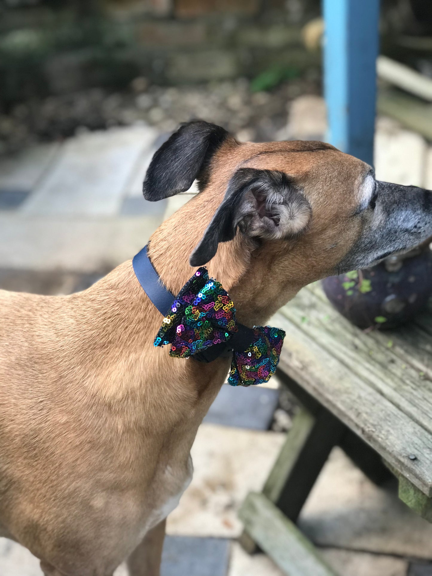 PRIDE Bow Tie