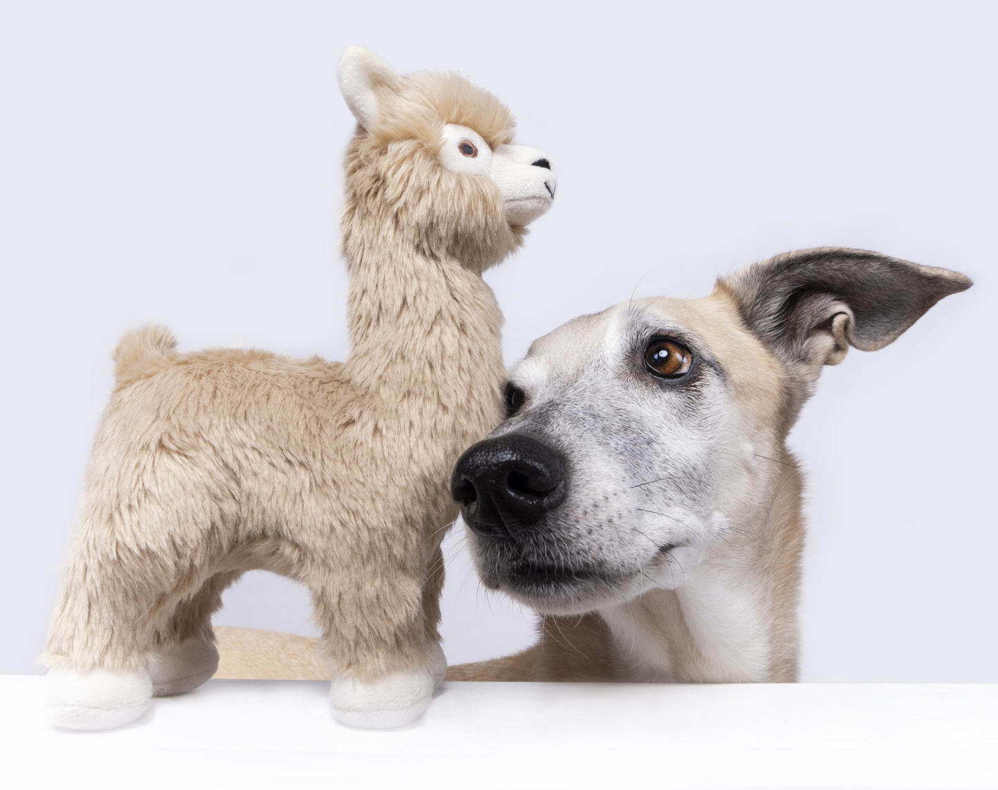 Fluff and Tuff Inca Alpaca
