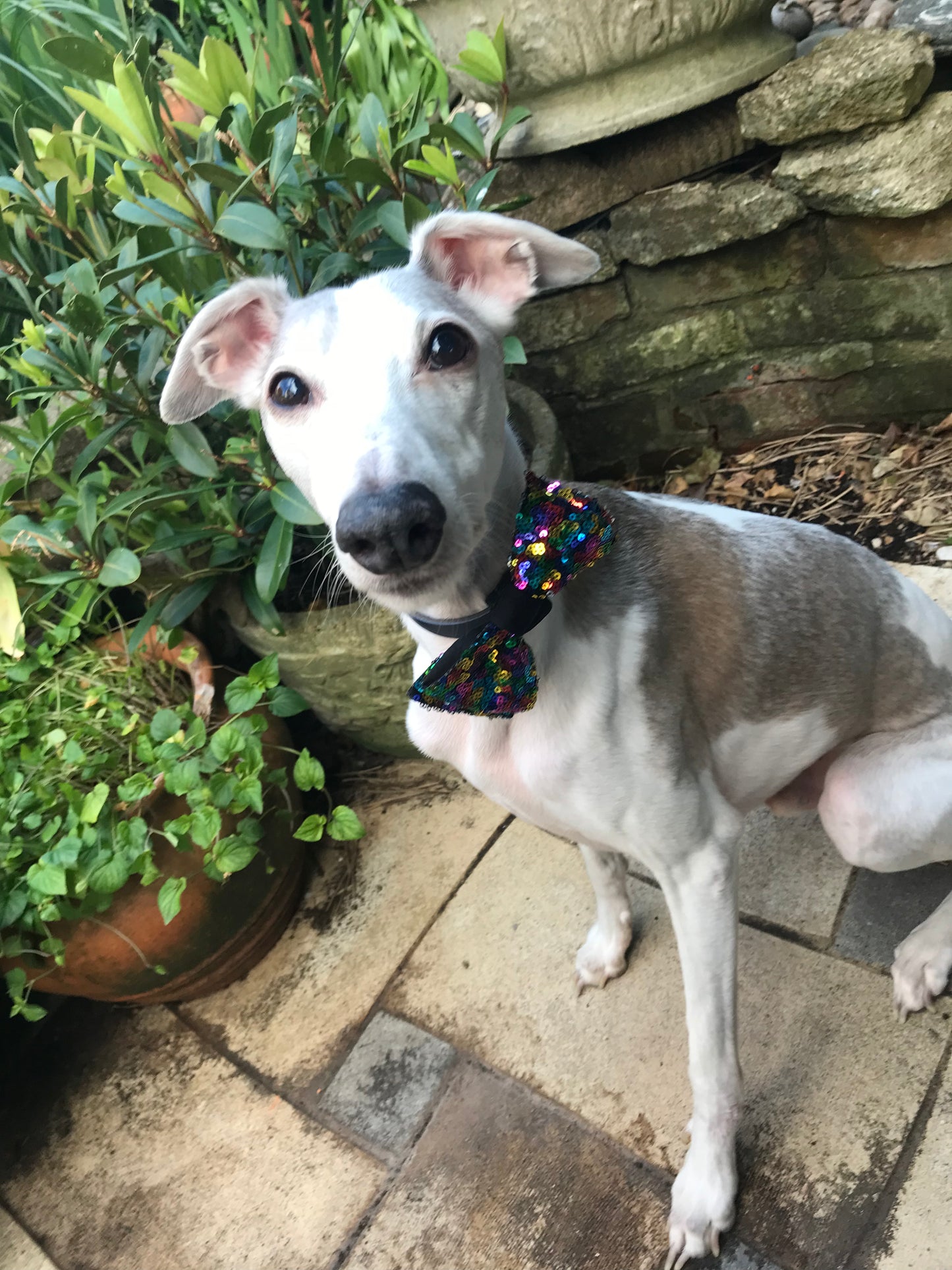 PRIDE Bow Tie