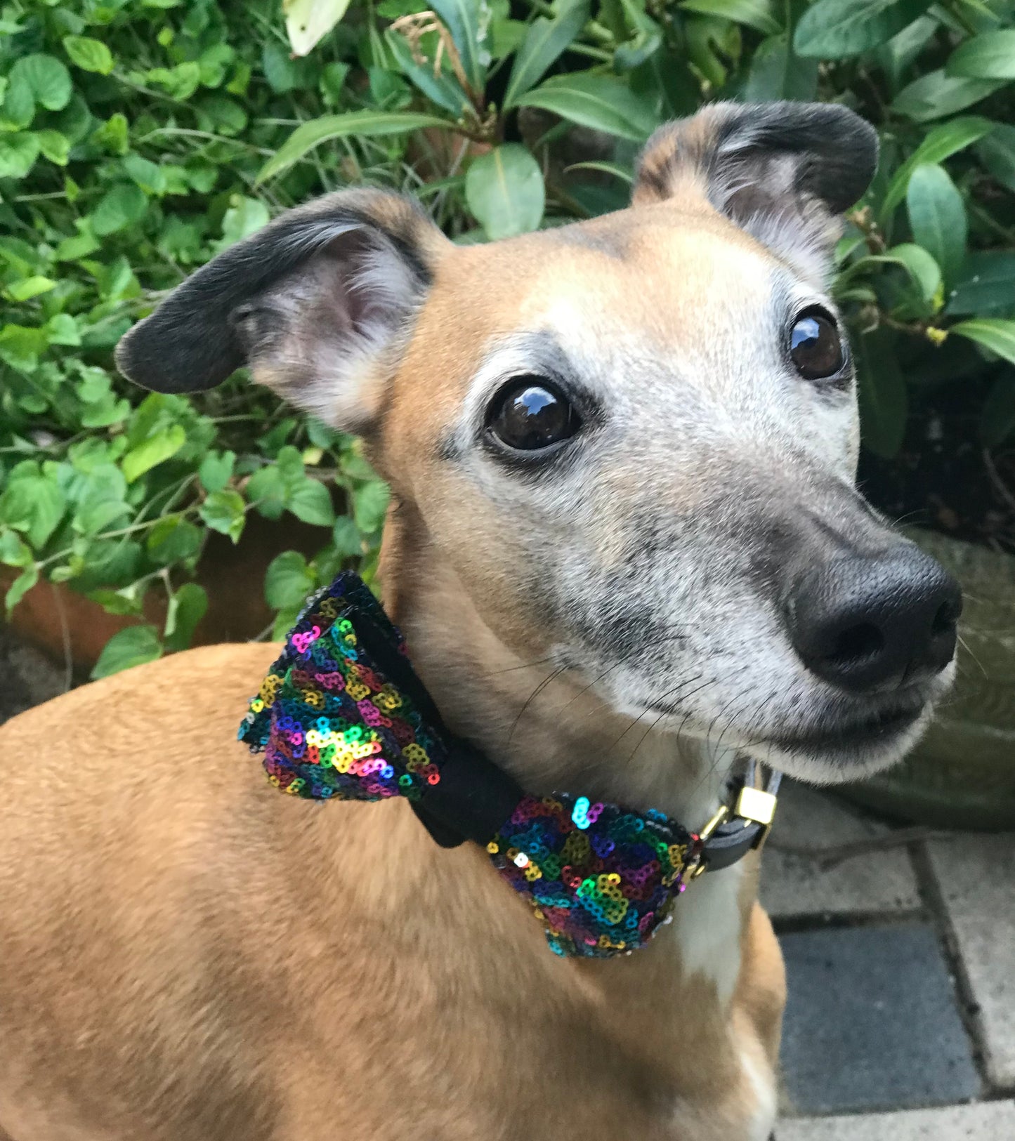 PRIDE Bow Tie