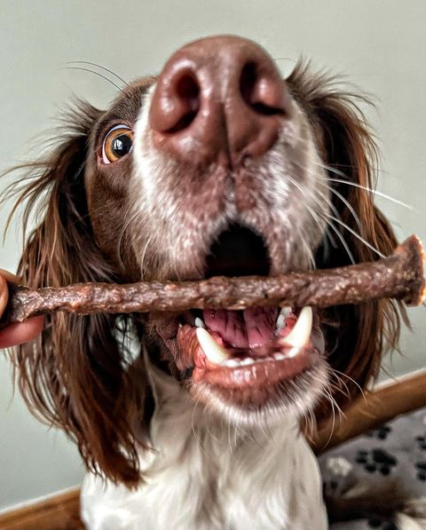 JR Pet Products Pure Meat Sticks