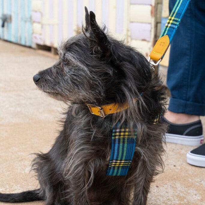 Hiro and Wolf Shuka Blue Collar