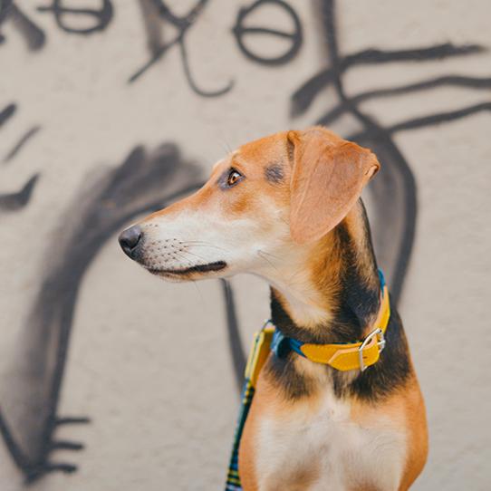 Hiro and Wolf Shuka Blue Collar