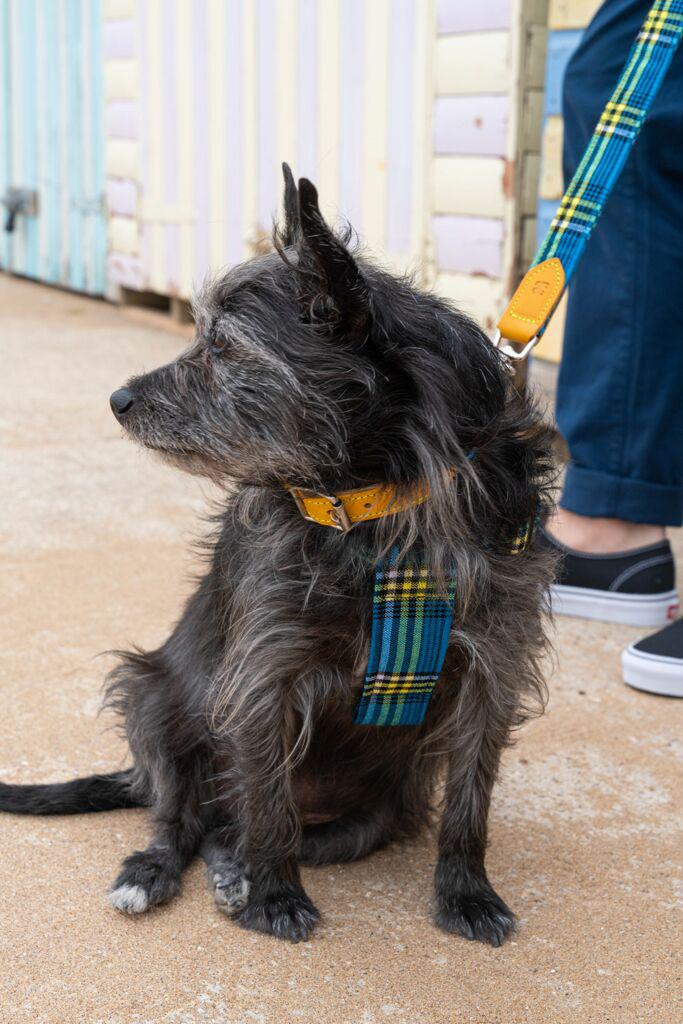 Hiro and Wolf Shuka Blue Harness