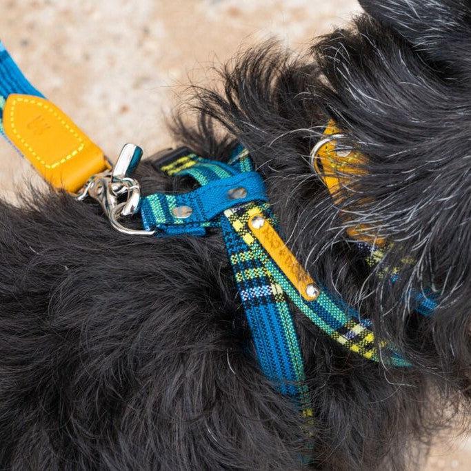 Hiro and Wolf Shuka Blue Harness