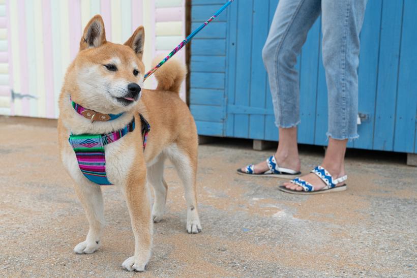 Hiro and Wolf Inca Blue Collar