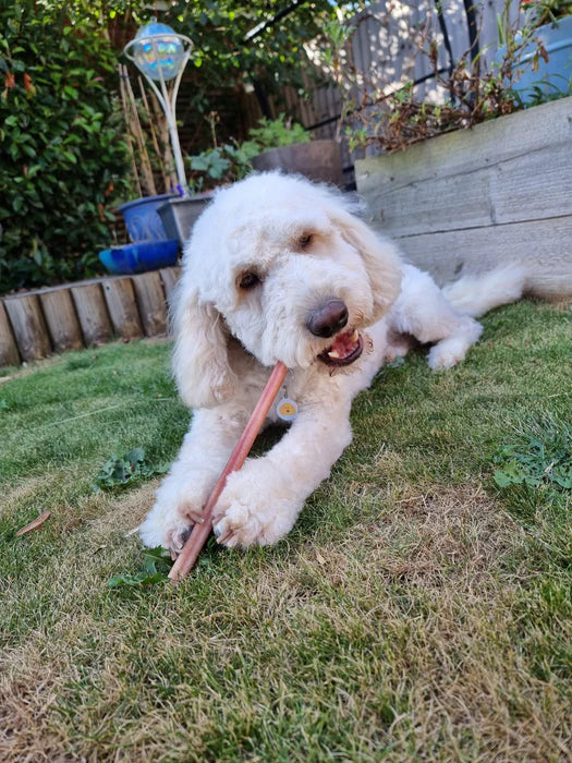 JR Pet Products Odourless Pizzle