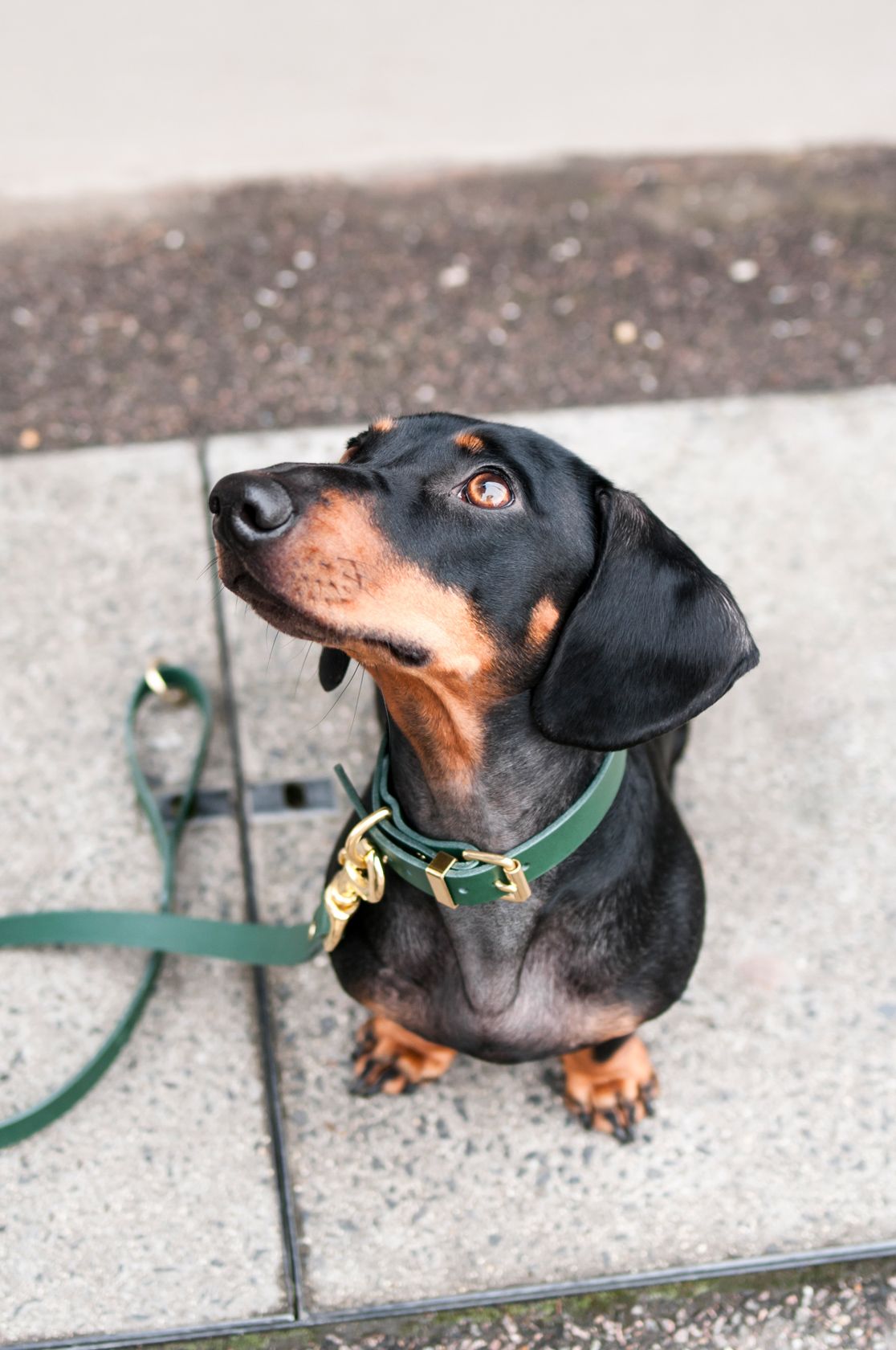 Vackertass Supply Company Classic Green Leather Collar