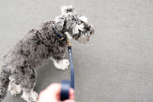 Vackertass Supply Company Classic Navy Leather Lead