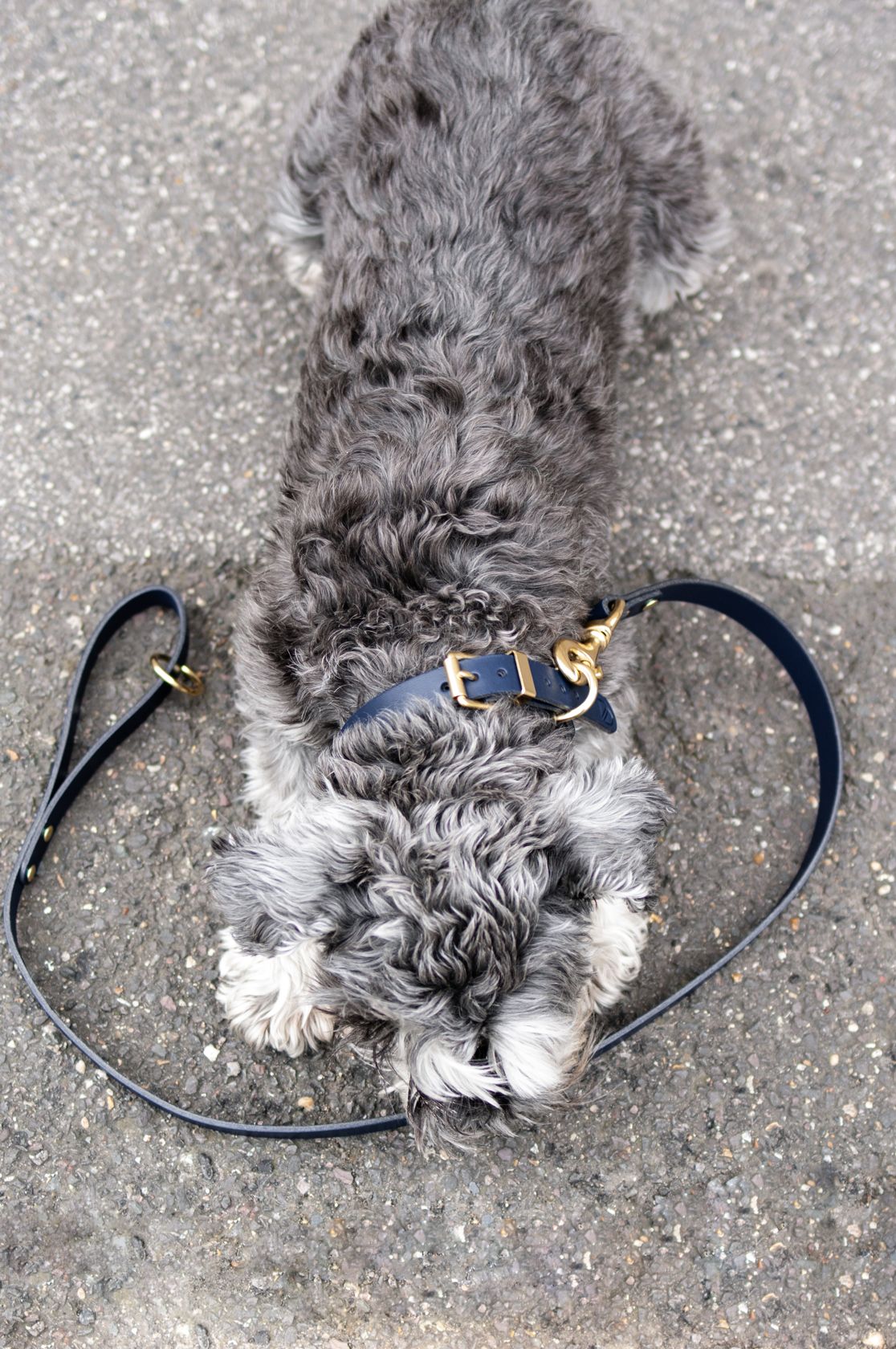 Vackertass Supply Company Classic Navy Leather Collar