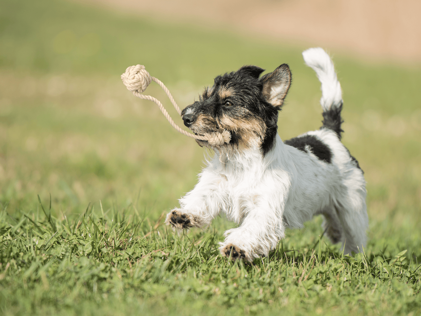 Goodchaps Pup's First Fetch and Tug